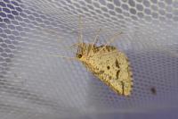 Aspitates ochrearia