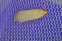 Katha depressa