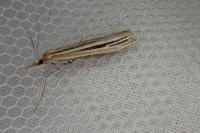 Agriphila deliella