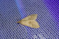 Mecyna asinalis