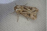 Agrotis vestigialis