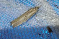 Agriphila geniculea