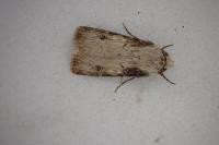 Agrotis puta