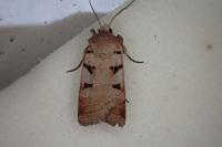 Eugnorisma glareosa