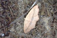 Scopula imitaria