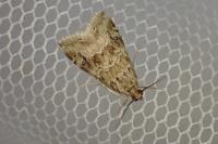 Hellula undalis