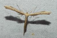 Emmelina argoteles/monodactyla