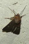 Xestia xanthographa