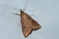 Udea ferrugalis