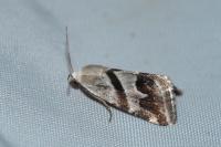 Eublemma candidana