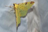 Opisthograptis luteolata