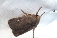 Xestia xanthographa