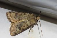 Agrotis trux