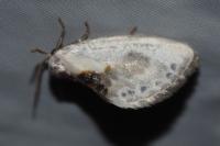 Cilix glaucata