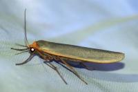Eilema caniola