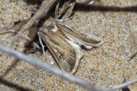 Agrotis graslini