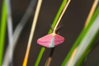 Rhodometra sacraria