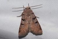 Eugnorisma glareosa
