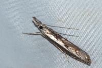 Platytes alpinella