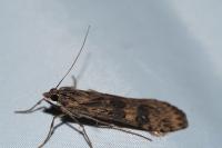 Nomophila noctuella