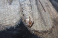 Aplocera efformata