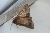 Helicoverpa armigera