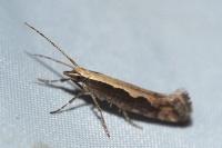 Plutella xylostella