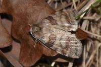 Cymatophorina diluta