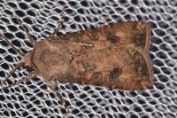 Agrotis segetum