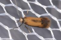 Coptotriche marginea