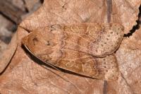 Anchoscelis pistacinoides