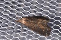 Schrankia costaestrigalis