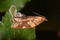 Acleris rhombana
