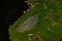 Phyllonorycter coryli