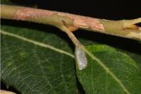 Phyllocnistis ramulicola