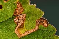 Stigmella tiliae