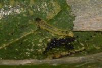 Phyllonorycter esperella