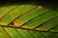 Stigmella microtheriella