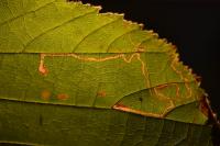 Stigmella microtheriella