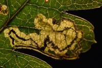 Stigmella hybnerella