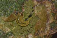 Stigmella hybnerella
