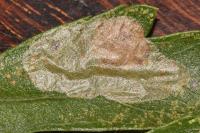 Phyllonorycter corylifoliella