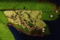 Ectoedemia atricollis