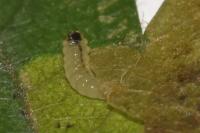 Ectoedemia atricollis