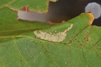 Phyllonorycter joannisi