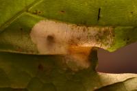 Phyllonorycter joannisi