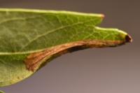 Phyllonorycter oxyacanthae