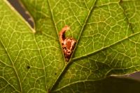 Bucculatrix bechsteinella