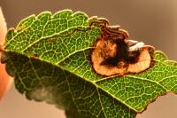 Stigmella plagicolella