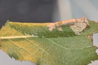 Parornix torquillella